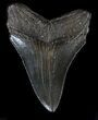 Glossy, Megalodon Tooth - South Carolina #35966-2